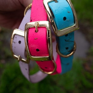 Four Dog Collar Package Deal image 9