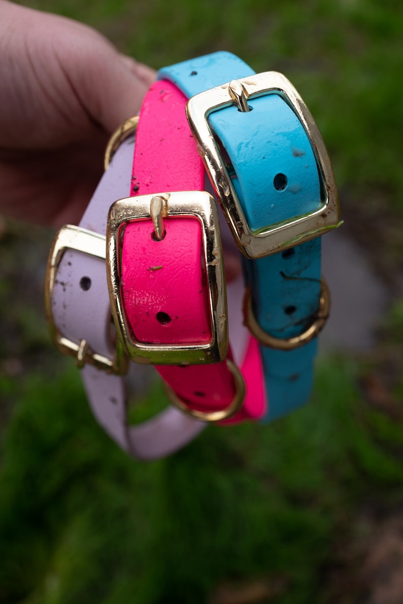 Four Dog Collar Package Deal image 9