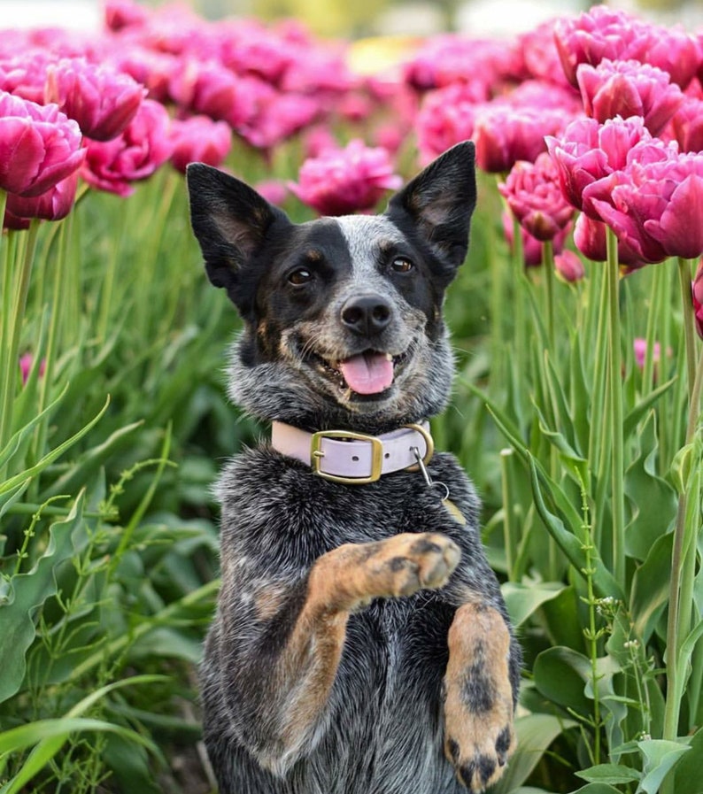 Waterproof Dog Collar in Pastel Purple, Lavender Lilac imagen 2