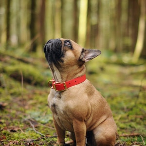 Waterproof Dog Collar in Cherry Red image 10