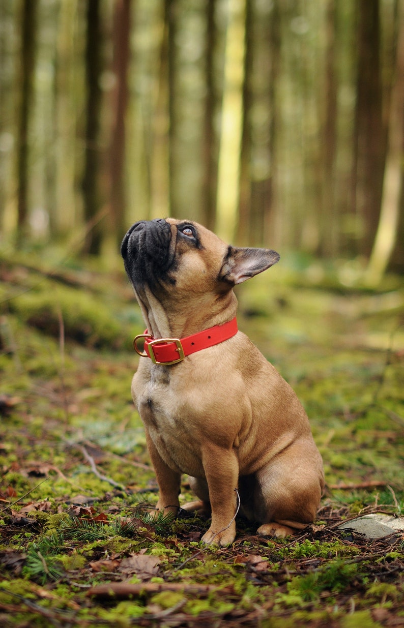 Waterproof Dog Collar in Cherry Red image 10