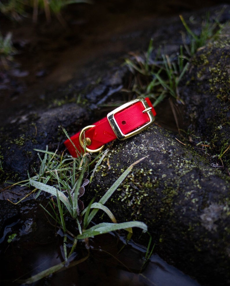 Waterproof Dog Collar in Cherry Red image 1