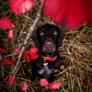 Waterproof Dog Collar in Cherry Red image 2