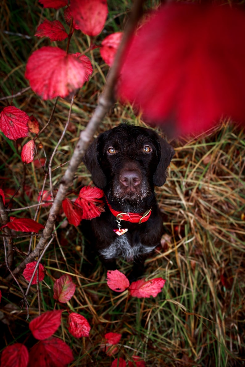 Waterproof Dog Collar in Cherry Red image 2