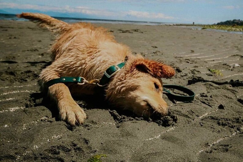 Waterproof Biothane Dog Collar Leash Package Deal Etsy Canada