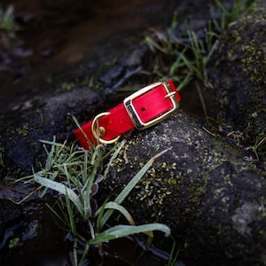 Waterproof Biothane Dog Collar in Cherry Red