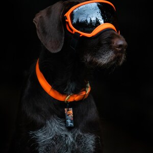 Waterproof Dog Collar in Blaze Orange Neon image 2