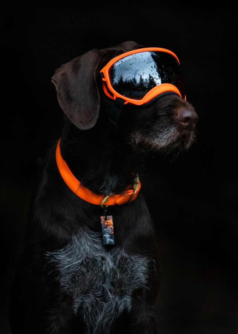 Waterproof Dog Collar in Blaze Orange Neon image 2