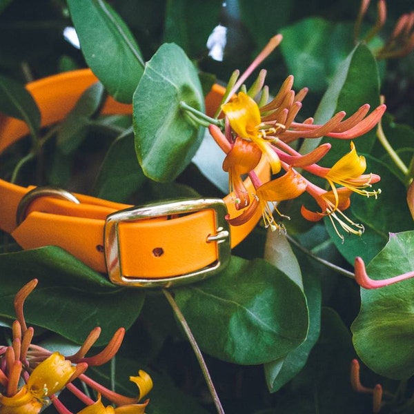 Mango Dog Collar Etsy