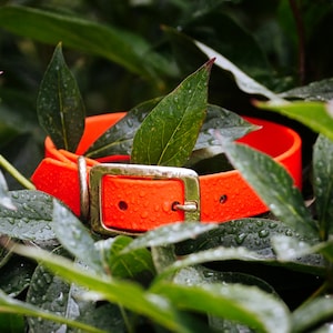 Waterproof Biothane Dog Collar in Blaze Orange Neon