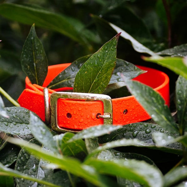 Waterproof Dog Collar in Blaze Orange Neon