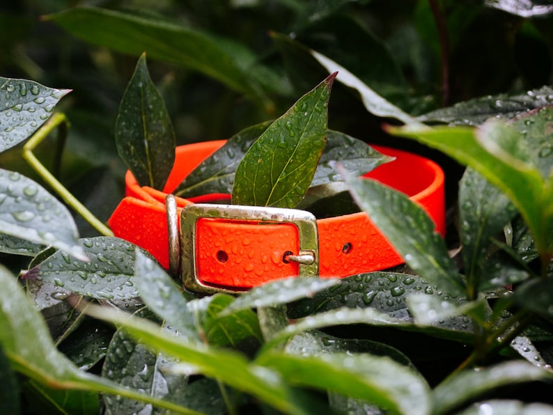 Waterproof Dog Collar in Blaze Orange Neon image 1