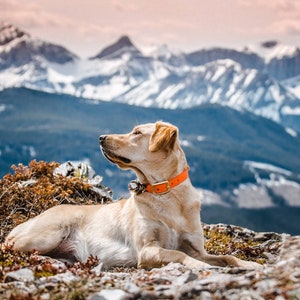 Waterproof Dog Collar in Blaze Orange Neon image 7