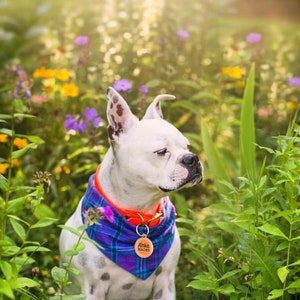 Waterproof Dog Collar in Blaze Orange Neon image 9