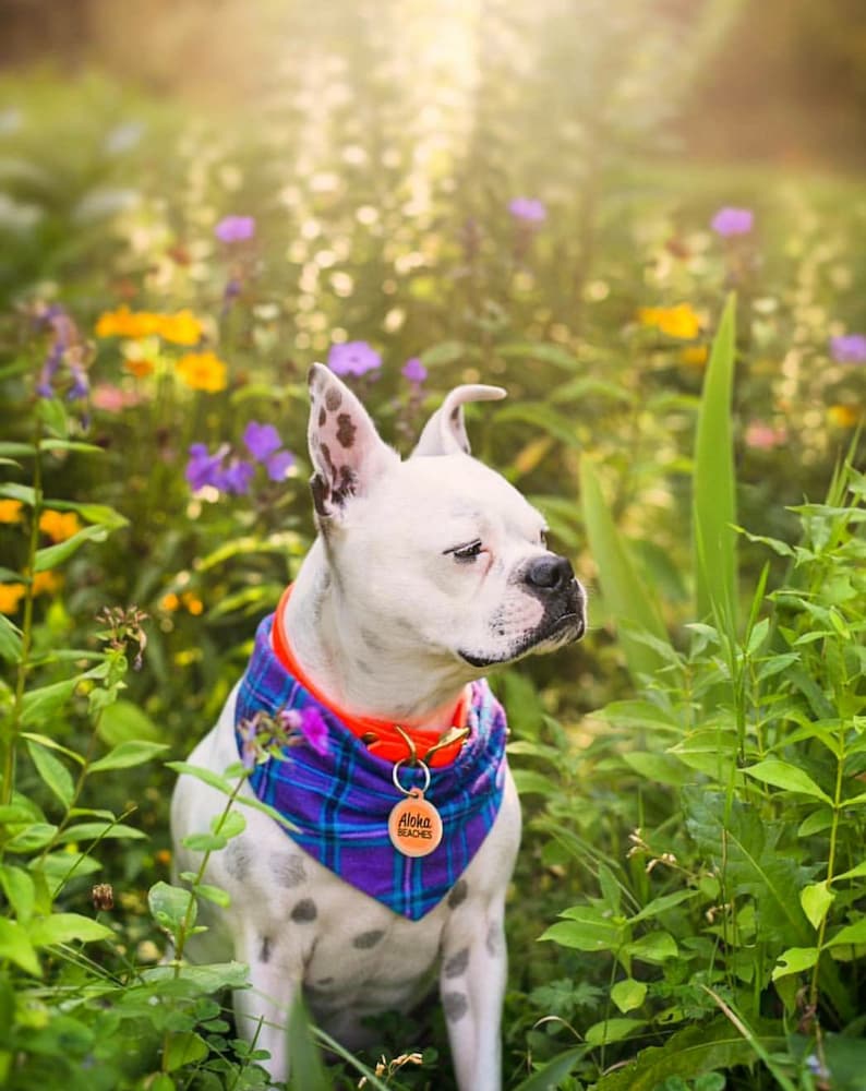 Waterproof Dog Collar in Blaze Orange Neon image 9