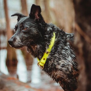 Waterproof Biothane Slip Collar image 8