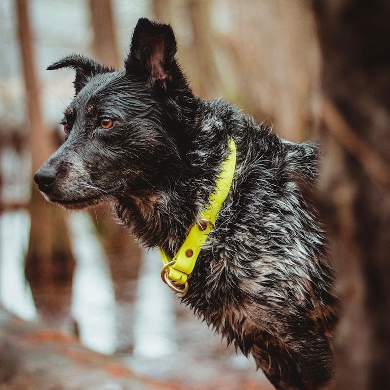 Waterproof Biothane Slip Collar image 8