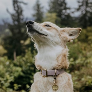 Waterproof Dog Collar in Pastel Purple, Lavender Lilac imagen 10