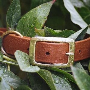 Waterproof Dog Collar in Cedar Brown