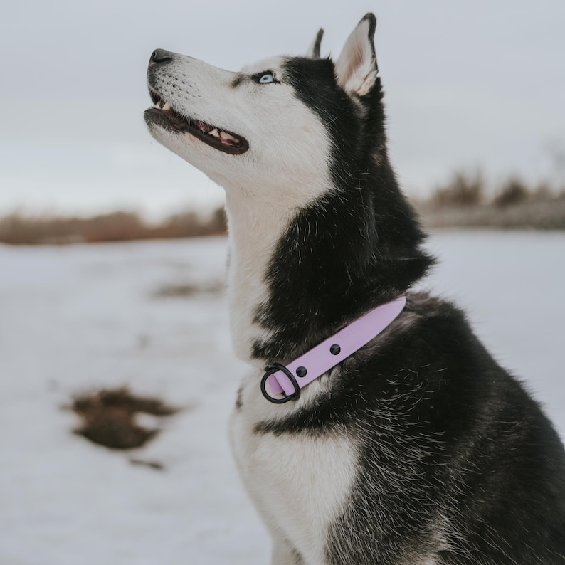 Waterproof Biothane Slip Collar image 11