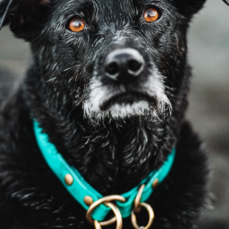 Waterproof Biothane Slip Collar image 19