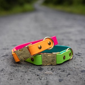 Collier pour chien imperméable biothane bicolore avec boucle à dégagement rapide