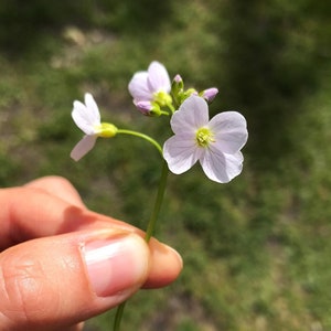 Notes On Flower Pressing Digital Download