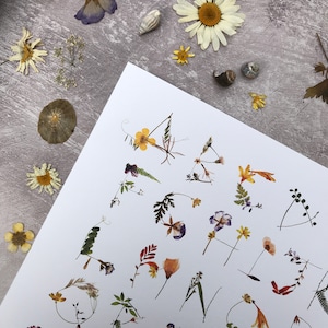 Alphabet Druck von echten gepressten Wildblumen