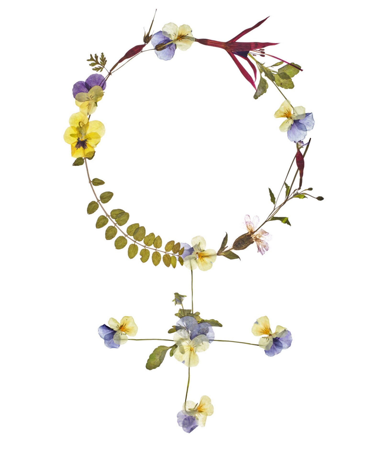 Pressed wild flower Venus symbol Giclée print on fine art Etsy