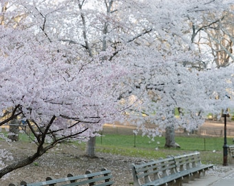 Blooms and Benches // Central Park NYC Wall Art Floral Art Wall Decor Home Decor Travel Photography New York City Wall Hangings Color