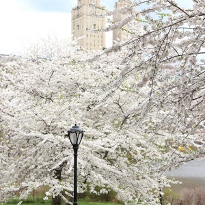 Springtime in Central Park 2 // New York City Photography, Travel Photography, Flowers, White, Wall Art, NYC, Architecture, NYC Wall Art