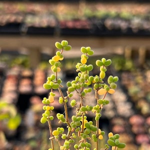 Rare Succulent - Drosanthemum sp 6 k sw Kliprand (rice gram)