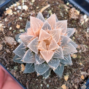 Rare Succulent - Haworthia Variegated Frosted Sugar (1)