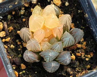 Rare Succulent - Haworthia obtusa neonlight variegated