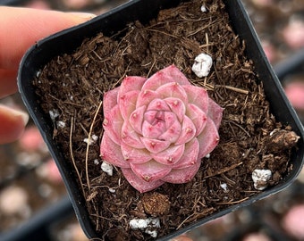 Rare Succulent - Echeveria Maigan hybrid (mini plant)