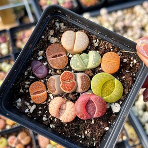 May include: A black square pot filled with soil and a variety of colorful living stone succulents. The succulents are in shades of green, orange, red, and beige. Other pots of succulents are visible in the background.