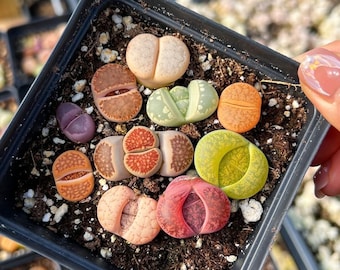 Rare Succulent - Colorful Assorted Lithops sp