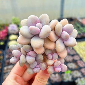 Rare Succulent - Graptopetalum Amethystinum cluster