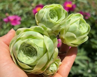 Rare Succulent - Aeonium variegated Greenovia