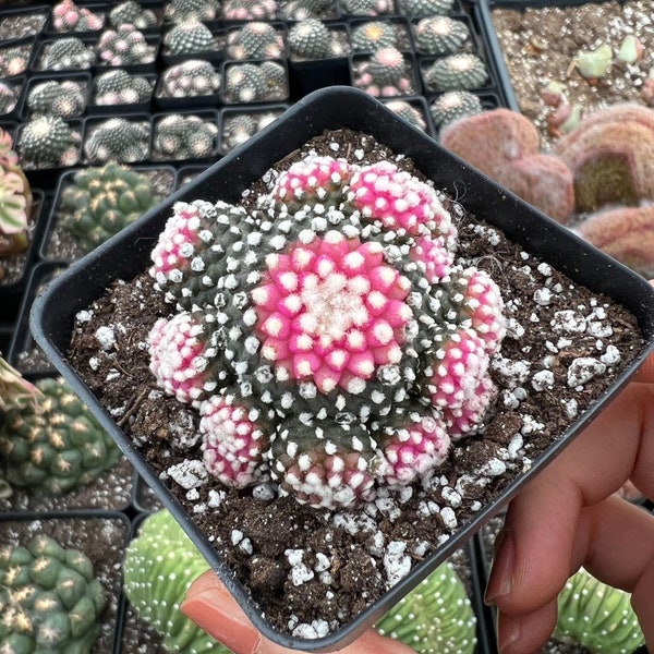 Rare Succulent - Copiapoa Hypogaea