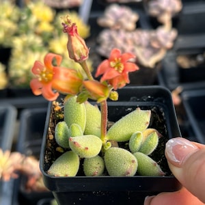 May include: A small succulent plant with fuzzy, light green, oval-shaped leaves potted in a black plastic square container. A thin, upright stem rises from the center, topped with several small, vibrant orange, star-shaped flowers.