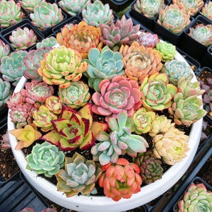 Rare Succulent - Succulents Assortment