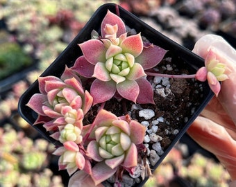 Rare Succulent -Echeveria Macdogali single pup (red Prolifica)