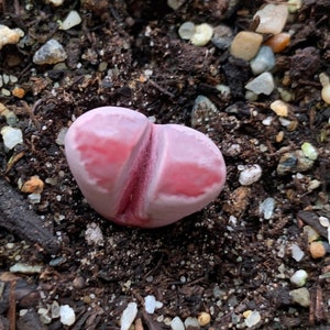 Rare Succulent Lithops optica 'Rubra' image 2