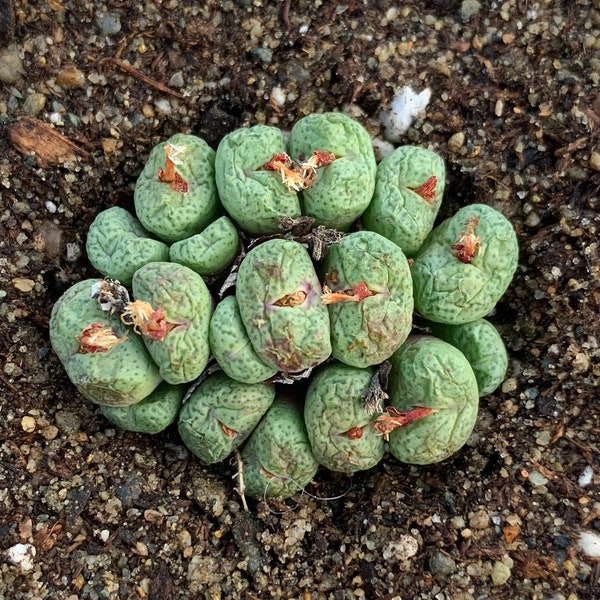 Rare Succulent - Conophytum minimum MiniCat