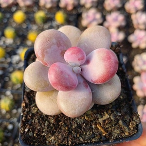 Rare Succulent - Graptopetalum Amethystinum