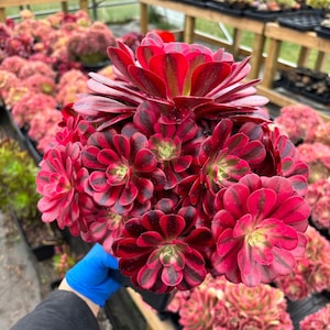 Rare Succulent - Aeonium Medusa cluster