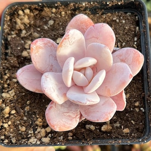 Rare Succulent - Echeveria Lauii