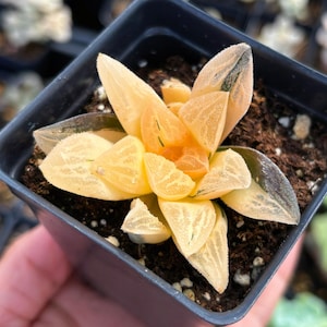 Rare Succulent - Haworthia Variegated Furry Picta (1)