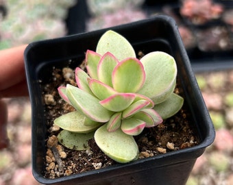 Rare Succulent - Crassula glow variegated